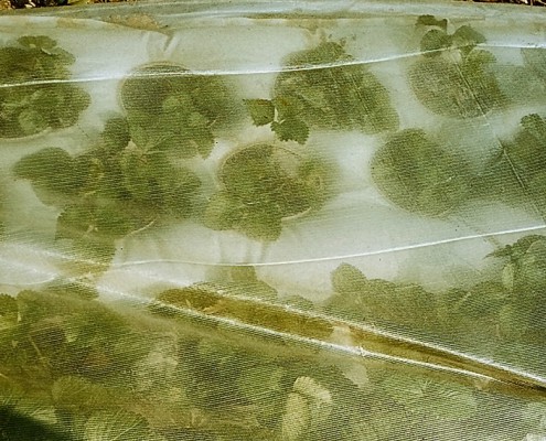 Fátyol fóliával takart hőpaplanos eper palánta